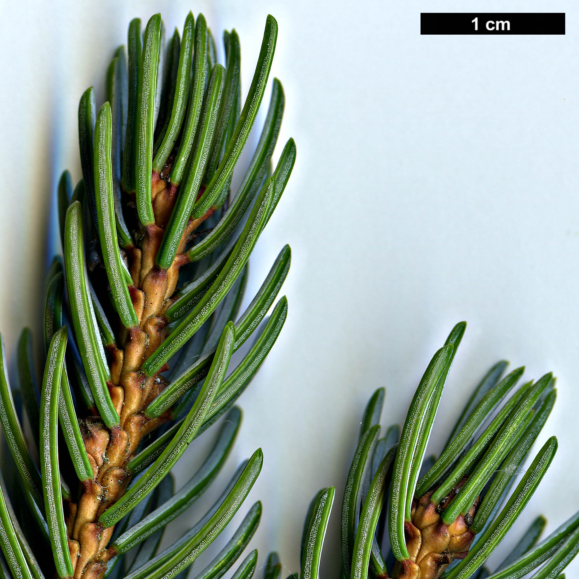 High resolution image: Family: Pinaceae - Genus: Picea - Taxon: alcoquiana - SpeciesSub: var. reflexa High resolution image: Family: Pinaceae - Genus: Picea - Taxon: alcoquiana - SpeciesSub: var. reflexa